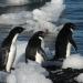 Adélie penguins. (Source: lin padgham/flickr)