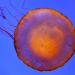 A Brown Sea Nettle jellyfish is displayed in a tank at the Melbourne Aqarium, 19 December 2006. 