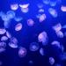 In this Friday, Dec. 17, 2010 file photo, moon jellyfish are pictured in an aquarium of the Oceanographic Museum of Monaco.