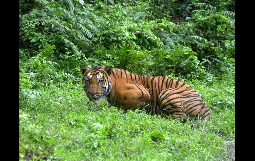 A Royal Bengal Tiger pauses in Kaziranga National Park, Assam, India, December 21, 2014. STRDEL/AFP/Getty Images