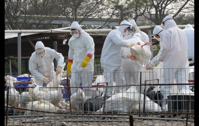 Public health workers cull geese to help prevent the spread of avain flue in Taoyuan, Taiwan, January 17, 2015. SAM YEH/AFP/Getty Images
