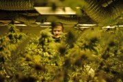 The grow room at 3D Cannabis Center in Denver, March 11, 2015. RJ Sangosti/Denver Post via Getty Images