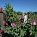 Afghan farmers work in a poppy field on the outskirts of Jalalabad in Nangarhar province on April 3, 2015. NOORULLAH SHIRZADA/AFP/Getty Images