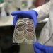 FARMINGTON, CT - AUGUST 27: Assistant Professor of Genetics and Developmental Biology Stormy Chamberlain holds a tray of stem cells at the University of Connecticut`s (UConn) Stem Cell Institute at the UConn Health Center on August 27, 2024 in Farmington, Connecticut. UConn scientists and students have been recipients of federal grants for work using human embryonic stem cells and could be significantly affected by a federal court ruling that would limit funding for embryonic stem cell research. On August 23, U.S. District Judge Royce C. Lamberth issued a preliminary injunction in Washington, D.C., halting all federal funding for basic research into embryonic stem cell technology. Stem cell research is believed to offer great hope in finding treatments to many diseases and illnesses including heart attacks, strokes and spinal cord injuries. (Photo by Spencer Platt/Getty Images)