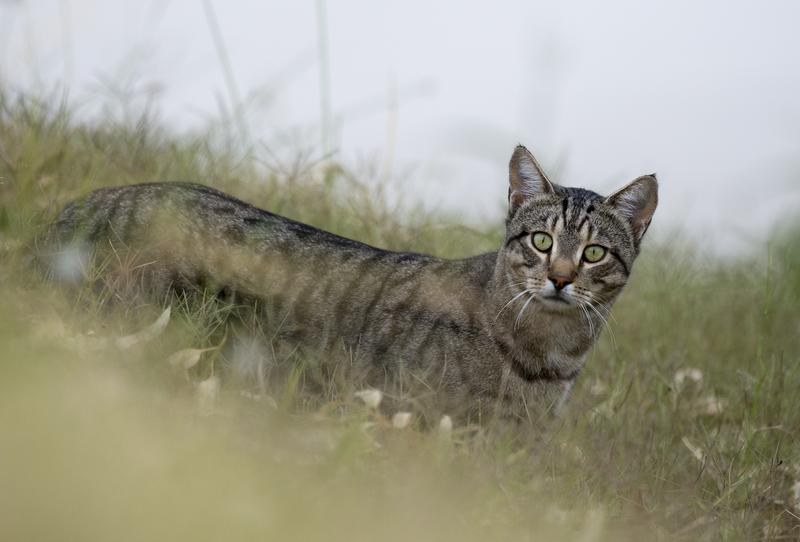 A feral cat on the banks of Cooper Creek, South Australia. Getty Images