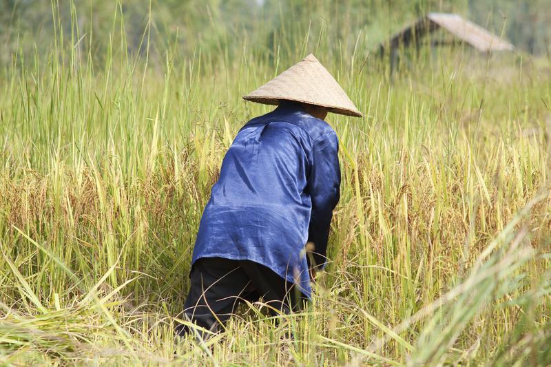 Harvesting rice in Asia. Getty Images