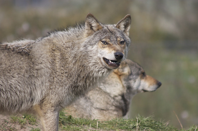 Skandinavisk Dyrepark (Source: Camilla Faurholdt-Löfvall/flickr)
