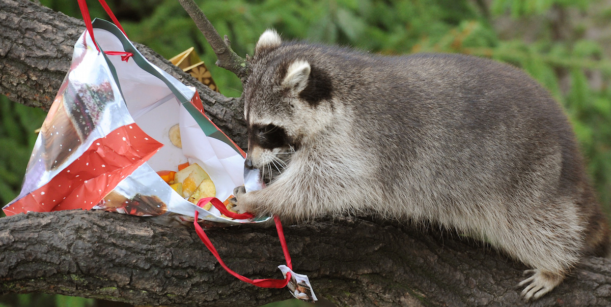 A raccoon getting its garbage fix (Holger Hollemann/AFP/Getty)