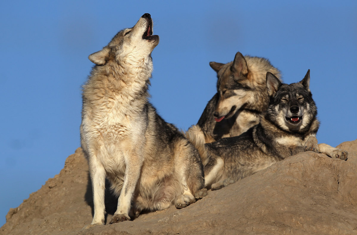 Wolves. (John Moore/Getty)