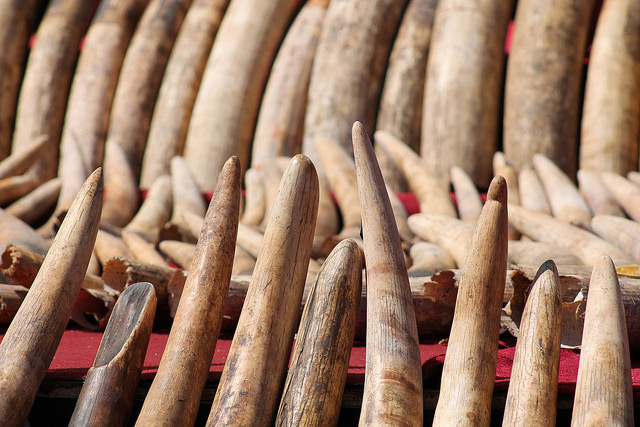 Ivory tusks. (Source: Vikalpa Groundviews/flickr)