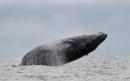A Humpback whale jumps in the surface of the Pacific Ocean at the Uramba Bahia Malaga natural park in Colombia, on July 16, 2013.