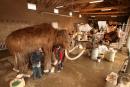 In a studio conservationists and artists from Adess work on a woolly mammoth replica as part of the full-size reproduction of the Chauvet cave, an underground environment identical to the original that contains the world's oldest known cave paintings, on January 30, 2024 in Vallon Pont d'Arc,France.