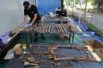 In this photo taken Tuesday, Aug. 21, 2012, a forensic worker sorts bones during works at the Powazki cemetery in Warsaw, Poland. More than a hundred skeletons of Poles murdered by the communist regime after World War II have been excavated from a secret mass grave on the edge of Warsaw's Powazki Military Cemetery during recent digging works. Historians hope to identify among them the remains of Witold Pilecki who volunteered to be an Auschwitz inmate to secretly gather evidence of atrocities there.