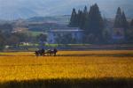 In this Oct. 8, 2011 file photo, North Korean farmers walk along a road through a farm field outside the eastern coastal city of Wonsan, in Kangwon province, North Korea. 