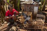  A pigeon handler works with his pigeons before competing in a pigeon racing tournament on March 17, 2024 in Jakarta, Indonesia. 