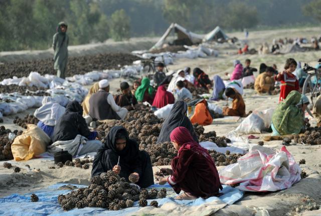 Afghan labourers work in an outdoor traditional factory extracting and preparing pinenuts for sale on the outskirts of Jalalabad on October 28, 2013. 