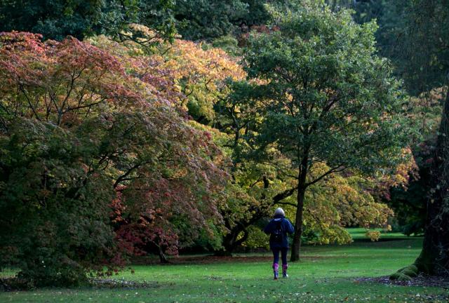 Autumn colours begin to show on trees at the Forestry Commissions National Arboretum at Westonbirt near Tetbury on October 7, 2024 in Gloucestershire, England. 