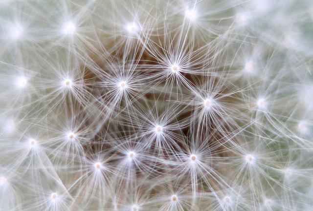 (Source: svklimkin/flickr)