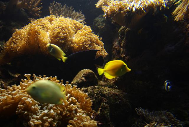 (Source: harum.koh/flickr)