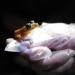 Ana Longo, a researcher with Proyecto Coqui, holds a Coqui Guajon or Rock Frog (Eleutherodactylus cooki) at a tropical forest in Patillas, Puerto Rico on March 21, 2024