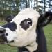 A cow is seen near the fence of a pastoral farm near Auckland August 6, 2013. 