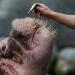 A walrus is fed with fish by a zookeeper during a baby animals inventory at Hagenbeck zoo on May 16, 2024 in Hamburg, Germany.