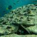 Large starfish on coral reef with school of small fish swimming in background